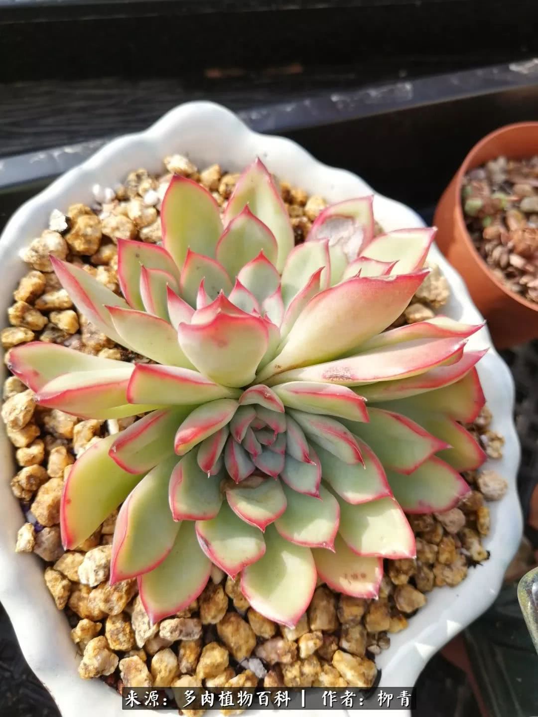 从入卡坑一个月到入卡坑三年,从入坑到现在所有品种开花图