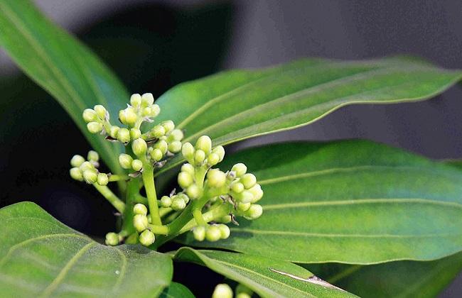 平安树黄叶黑斑杀菌剂,平安树黄叶斑点怎么治