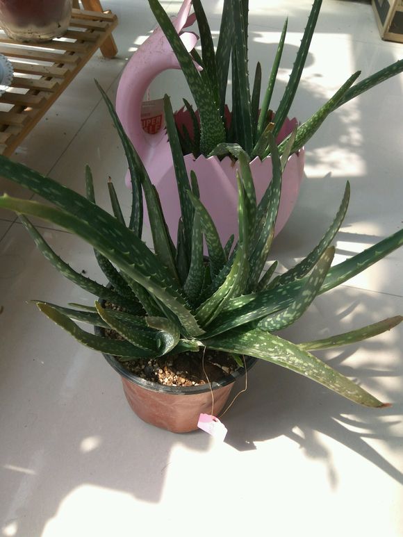 芦荟叶子发黄干瘪枯萎怎么办,芦荟叶子干瘪去掉叶子会怎样