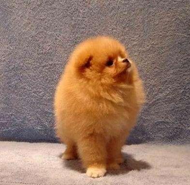 怎么挑选好的博美犬,如何选到健康的博美犬