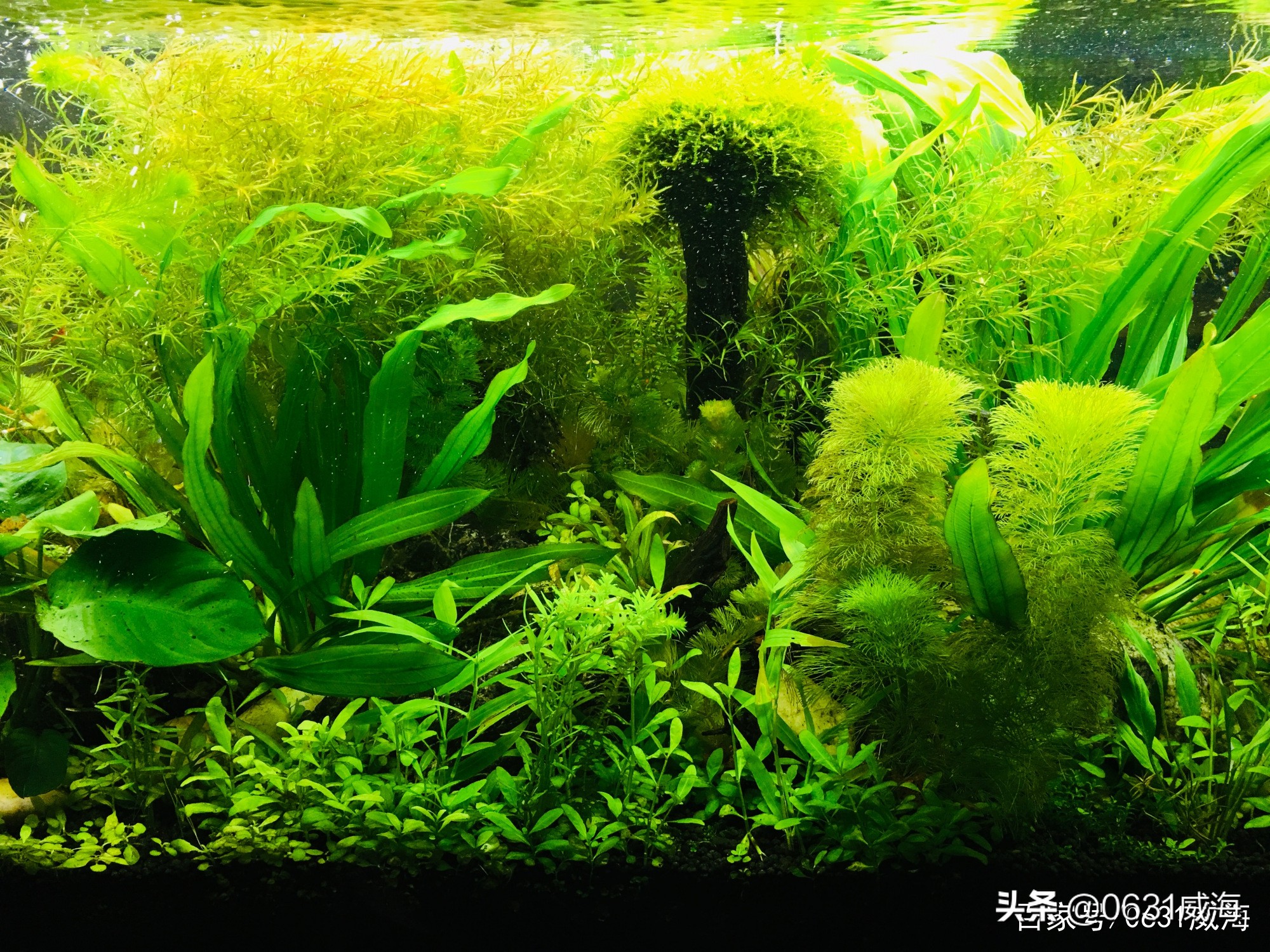 水草泥需要铺底部过滤吗,水草缸用河里的泥