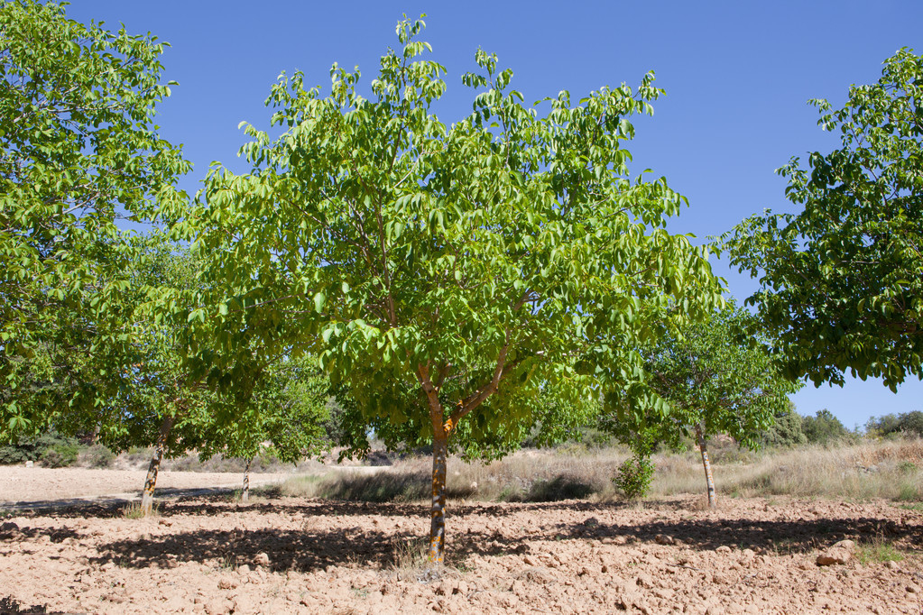 核桃树高产管理技术及病虫害防治,核桃病虫害识别防治手册