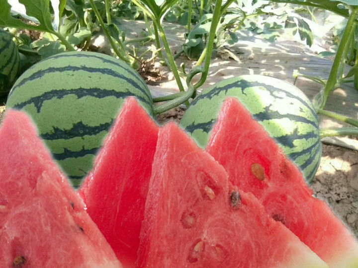 种植西瓜的技巧最神奇,西瓜种植如何达到高产