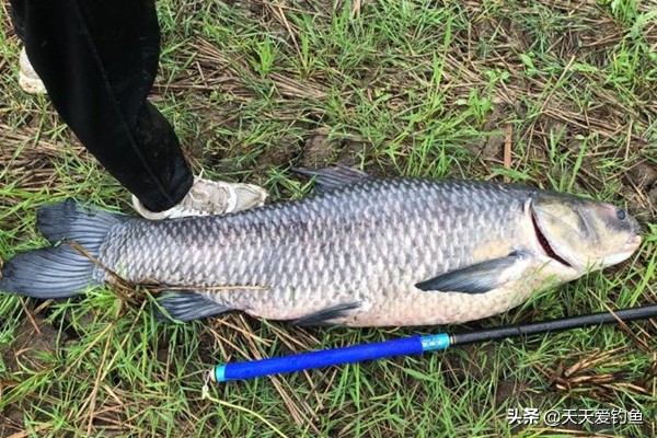 钓大物技巧视频,冬季野钓取物技巧口诀