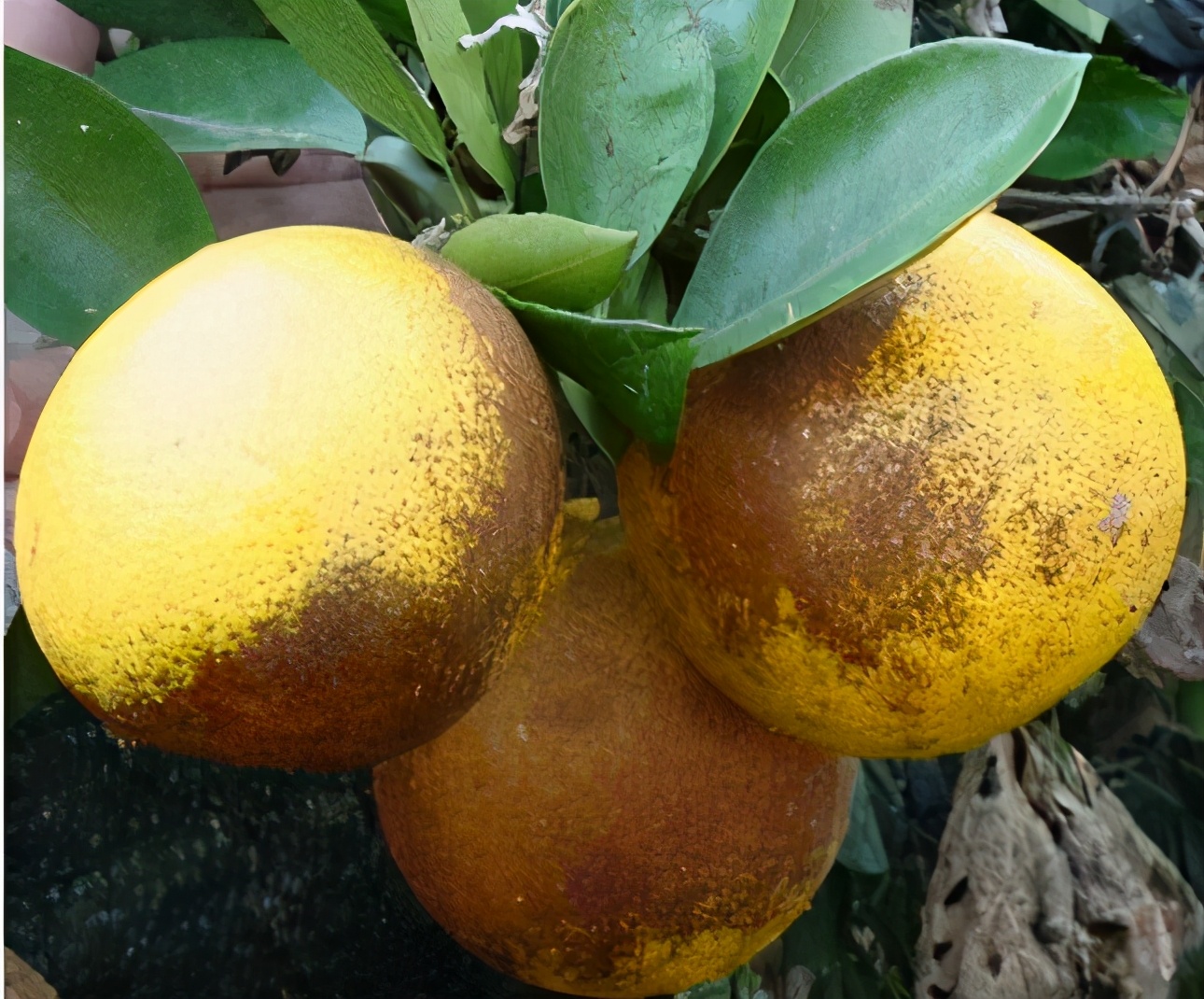 黑皮果锈壁虱,怎么分辨柑橘锈壁虱果和沙皮病果