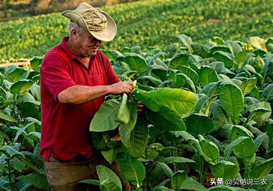 西瓜育苗苗床可以覆盖塑料薄膜吗,育苗苗床上面可以铺塑料薄膜