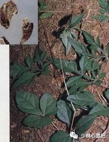 中药药材大全及功效,补肾中药大全及功效