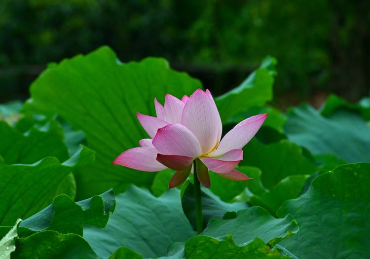 涔愯嚦鑽疯姳鎽勫奖浣滃搧娆ｈ祻,涔愯嚦鍗拌薄鎽勫奖