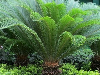 刚掰下来的铁树无根怎么种,铁树上掰下来的种球怎么生根