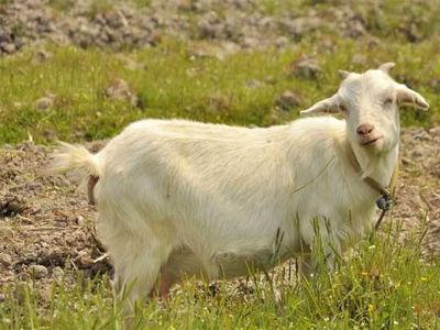 让羊妈妈多生公羊仔，告诉你几个关于羊妈妈的小秘密。