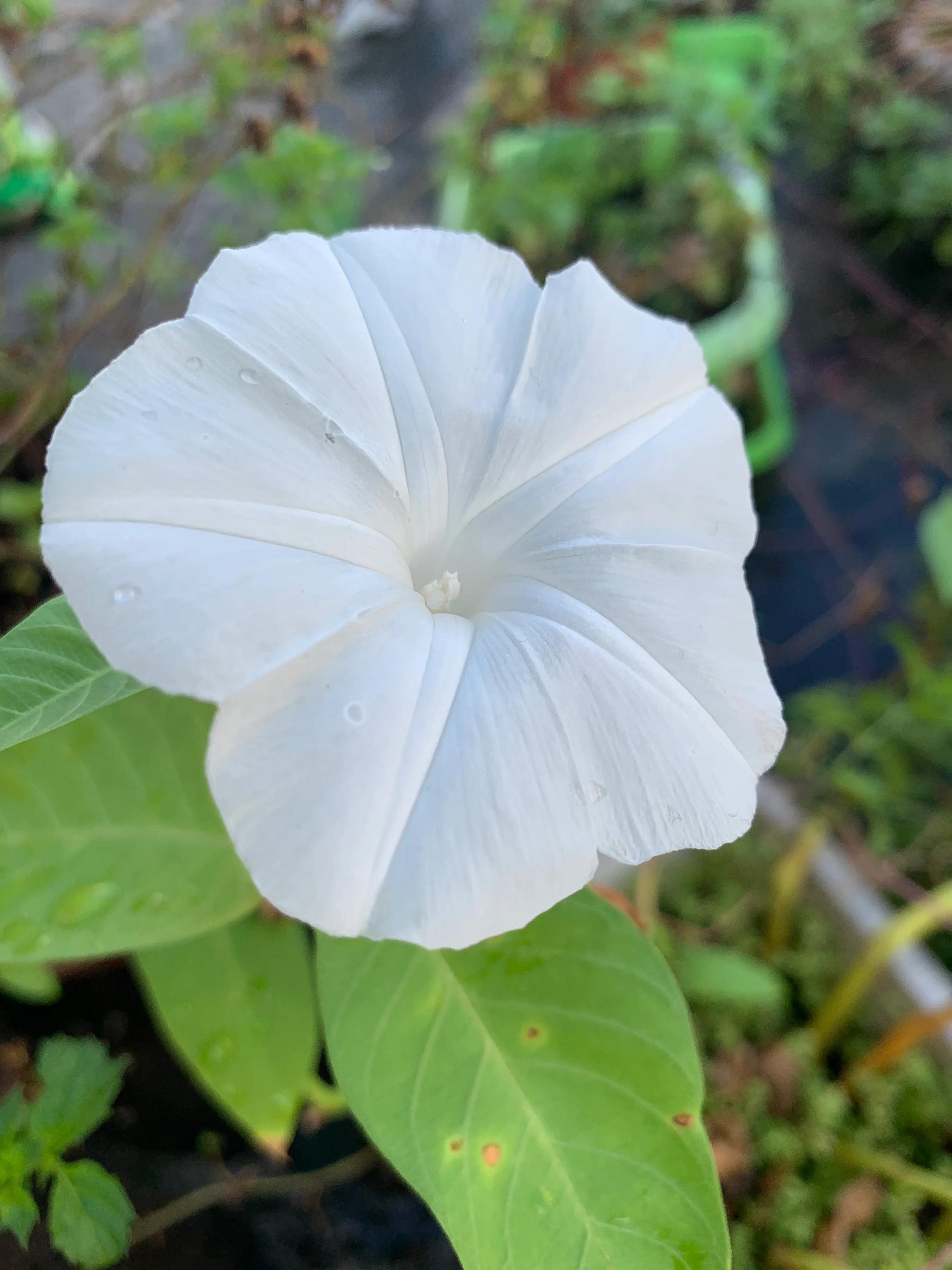 毛蛋出来的小鸡可以养活吗,毛蛋孵化出来的小鸡可以长大吗