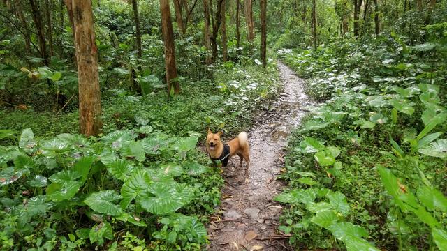 大年初一狗跑到床下不走,大年初一不小心把狗打死了