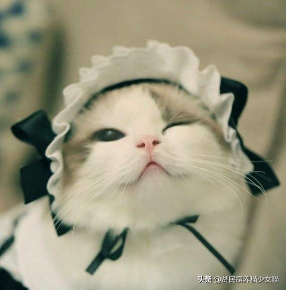 猫咪刚生下来不洗澡容易得猫癣吗,怎么避免刚出生猫咪得猫癣