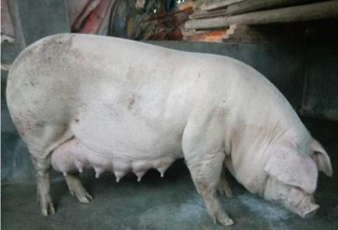 母猪身上有死皮怎么治疗,母猪身上有很多死皮怎么治疗