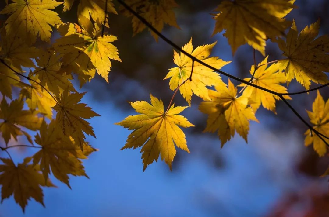 谁是东北第一城,谁才是东北第一城市