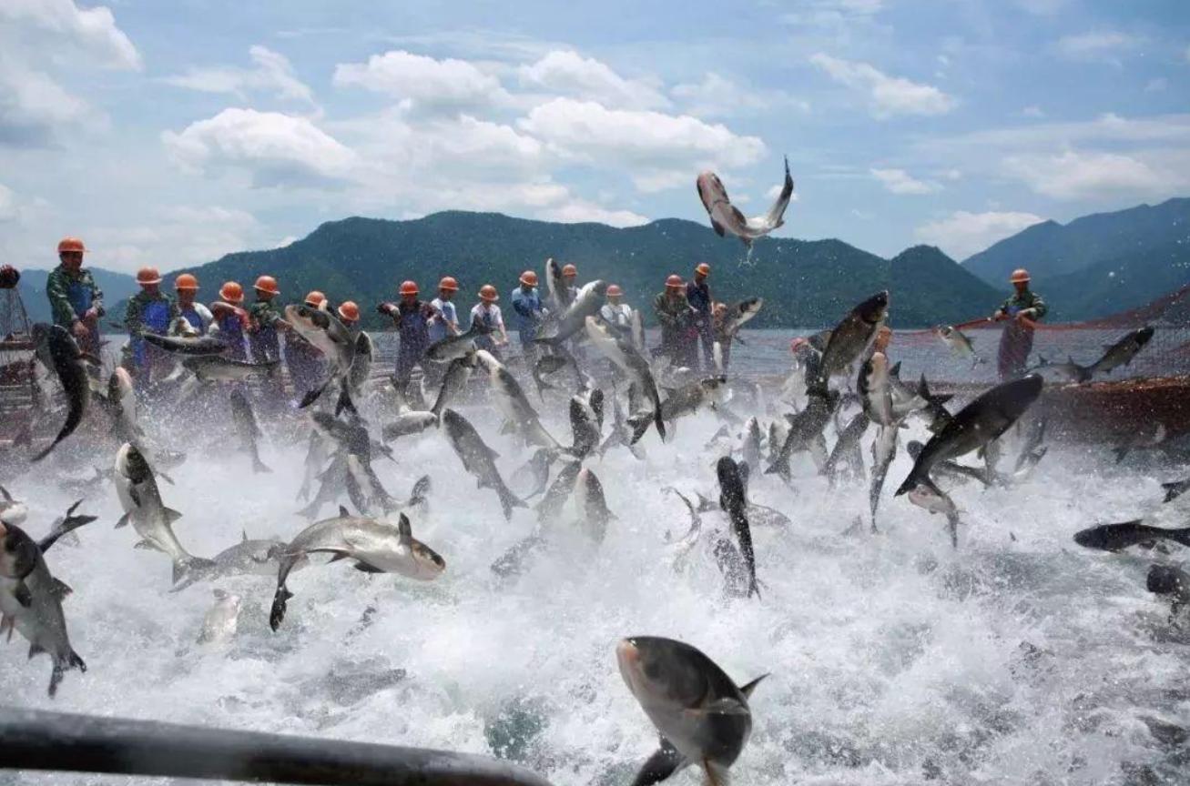 千岛湖蓝藻大爆发,千岛湖蓝藻爆发事件