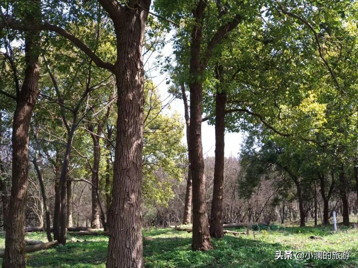 最大的上海森林公园,在上海郊区一座低调的森林公园