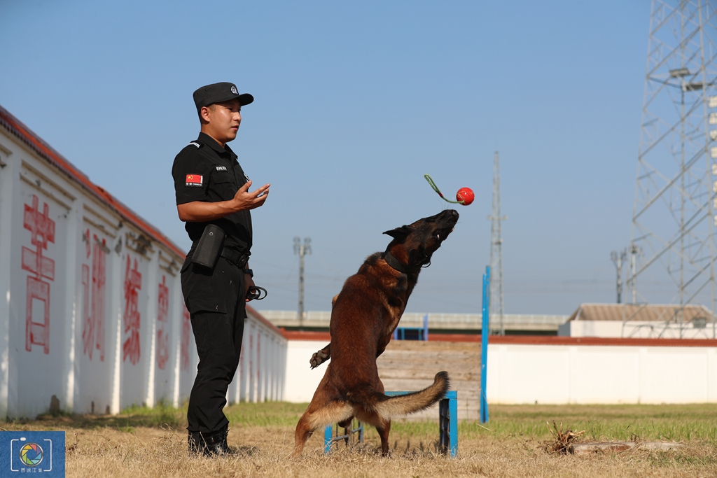 警犬训犬师的工作和生活,如何成为一名合格的警犬训导员