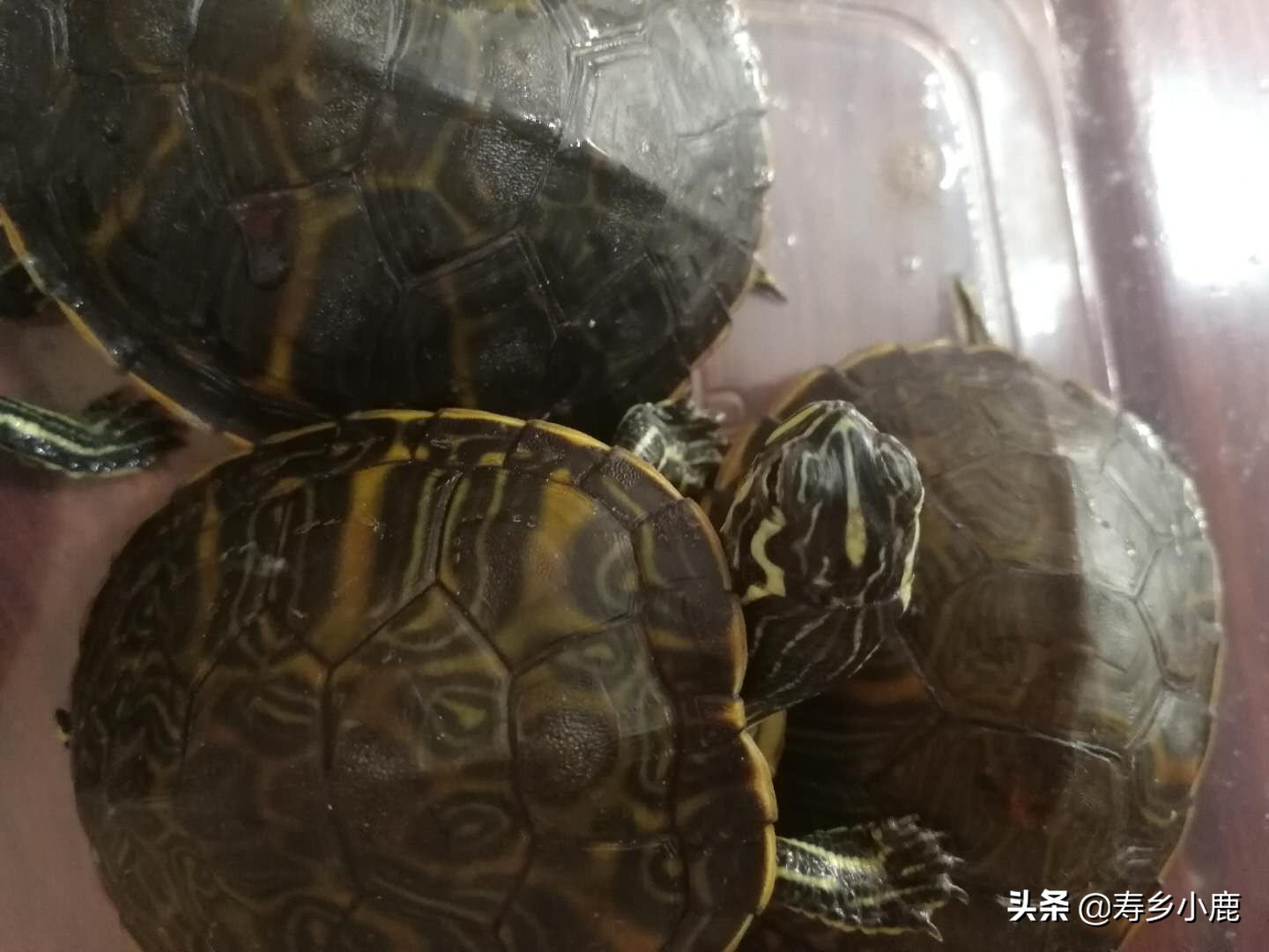 火焰龟歪头纹是怎么样的,火焰龟歪头纹有变异基因吗