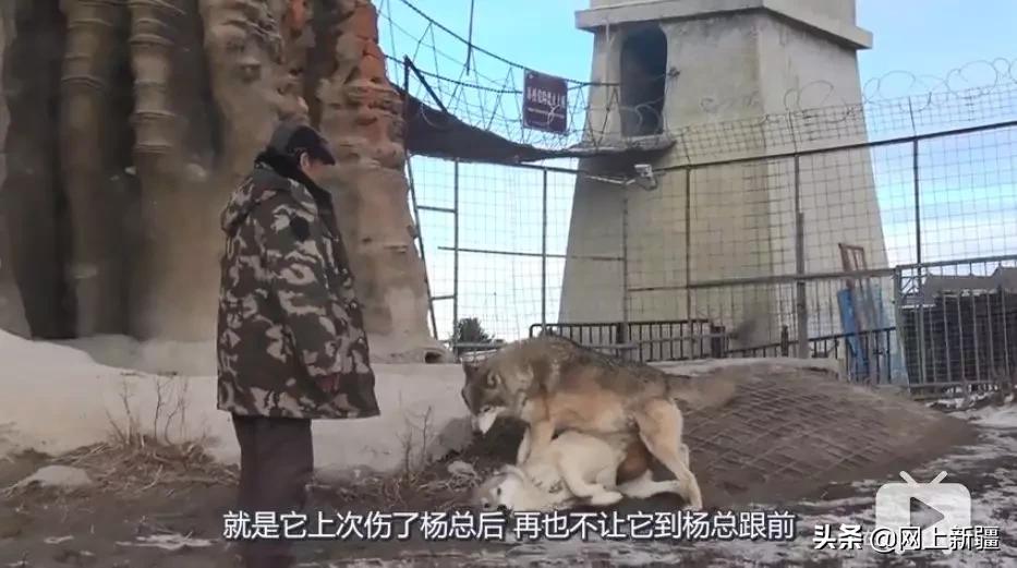 这位“女汉子”在*疆新**，把狼养成了哈士奇，就是经常揍狼的那个