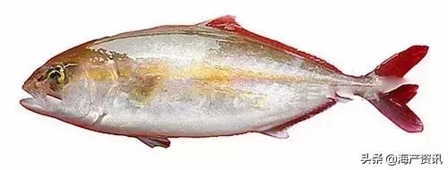 科普海洋鱼类知识儿童,海洋鱼类科普大全图解