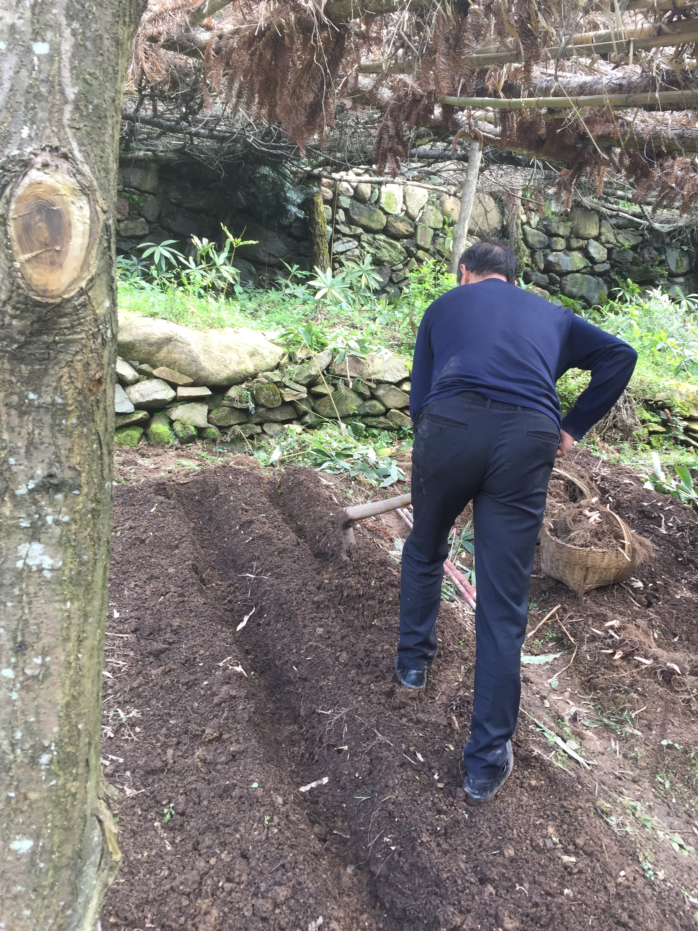 重楼七叶一枝花能治什么病,重楼七叶一枝花种植视频