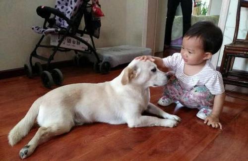 拉布拉多犬真的有尴尬期吗,拉布拉多犬尴尬期的变化