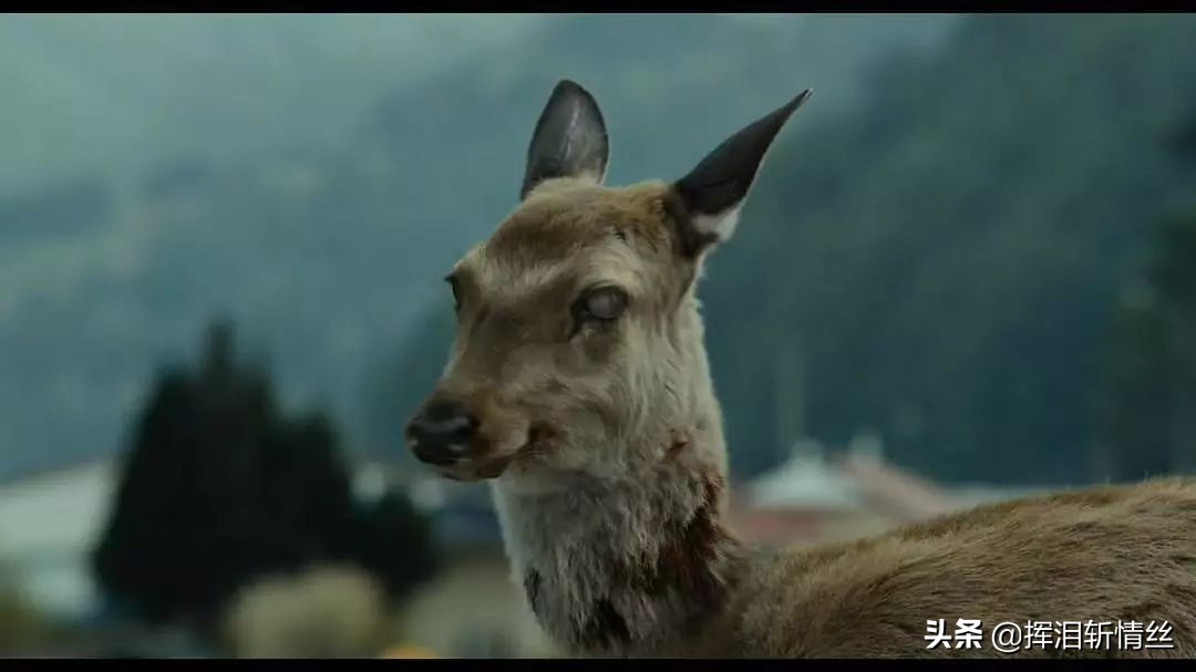 朊毒体是只有人类有吗,朊毒体属于特殊感染吗