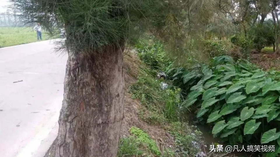 老司机开车躲避行人冲入池塘,老司机开5系