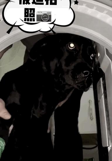 养狗真实感受图片,养狗真实的感受