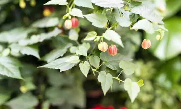 云南特产山货血三七,云南独有的44种野菜