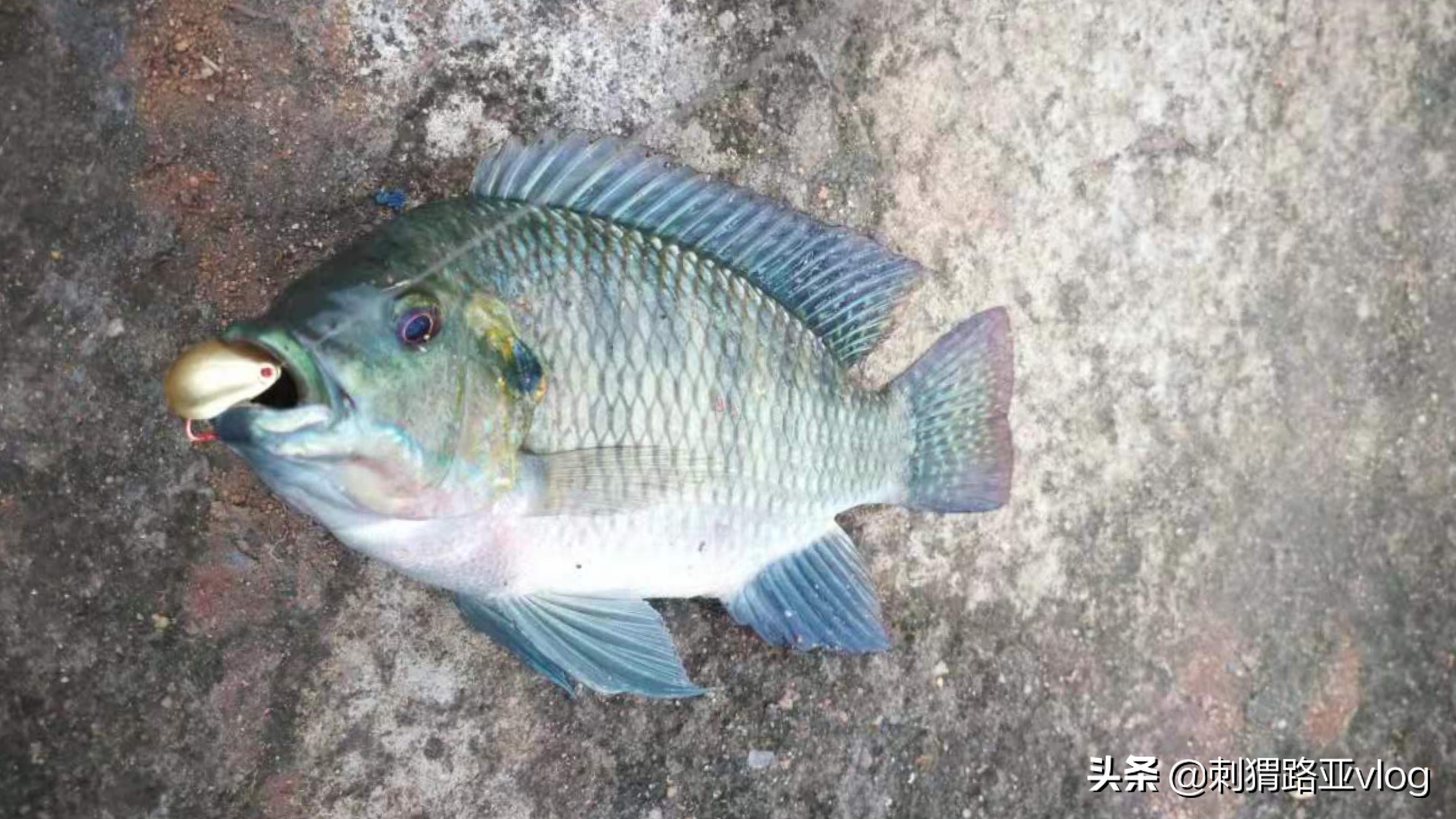 微物路亚亮片双钩钓组,路亚前导线双钩亮片绑法