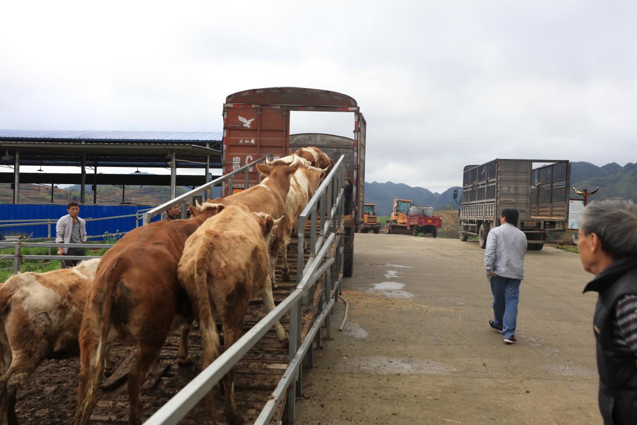 赫章县易地扶贫搬迁2批,赫章县河镇乡易地扶贫搬迁房