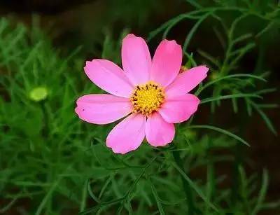 1到100朵红玫瑰花的寓意和花语,助人为乐善良可爱是哪种花的花语