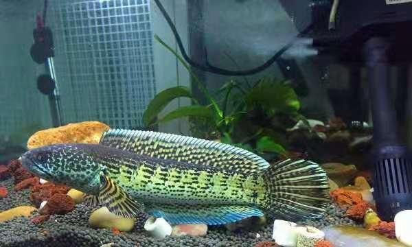 观赏鱼常见的8种疾病,观赏鱼常见病及解决办法