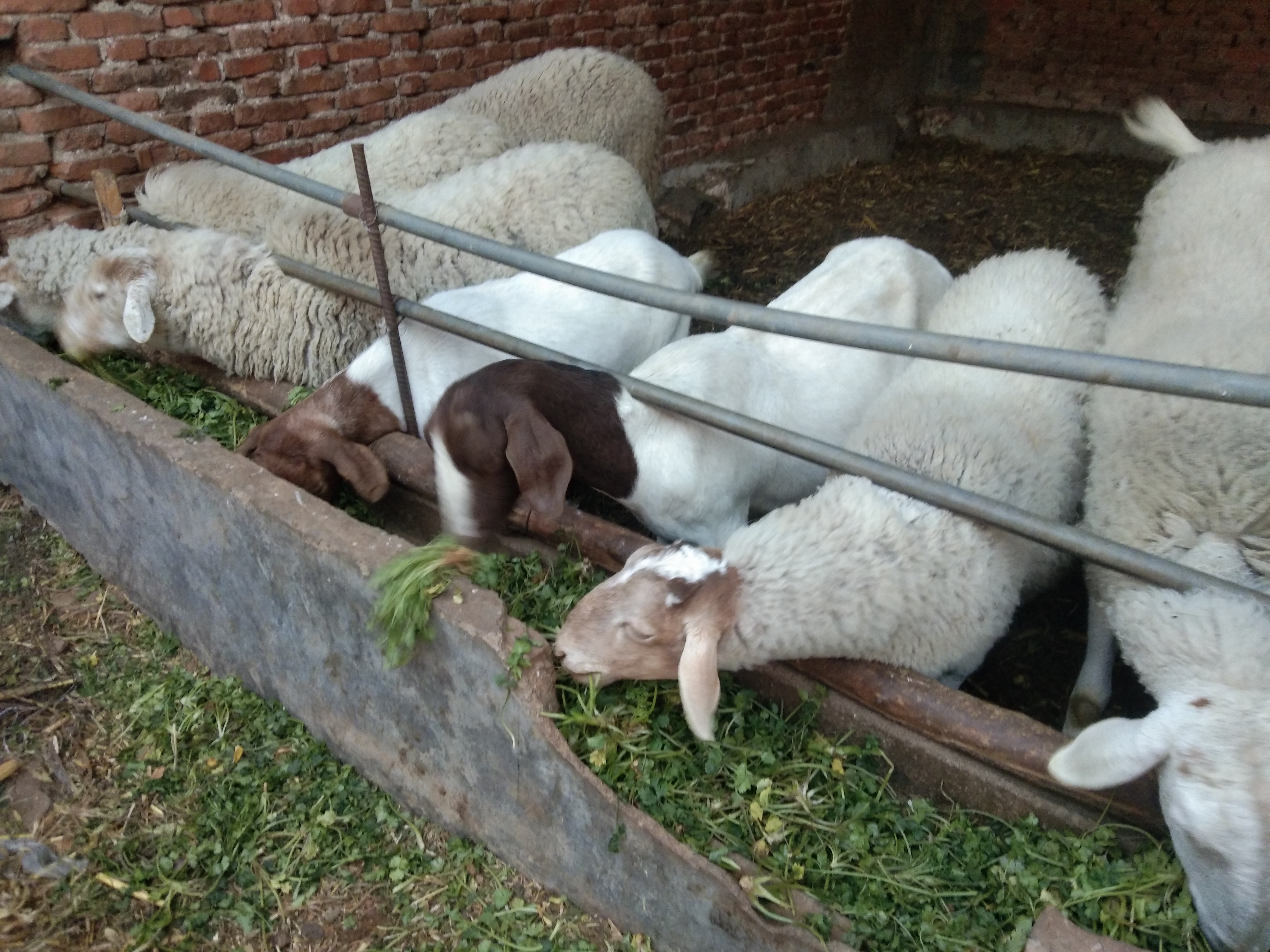 伊维菌素给羊驱虫的正确方法,羊用驱虫药伊维菌素片有用吗