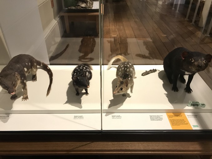 去墨尔本演出,马云到墨尔本见老友