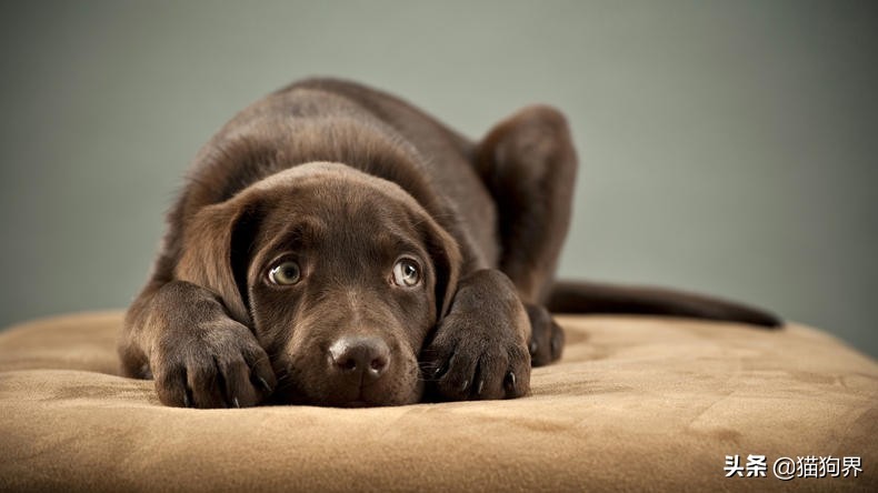 狗狗大便正常但不怎么活跃,狗狗大便特别臭解决方法