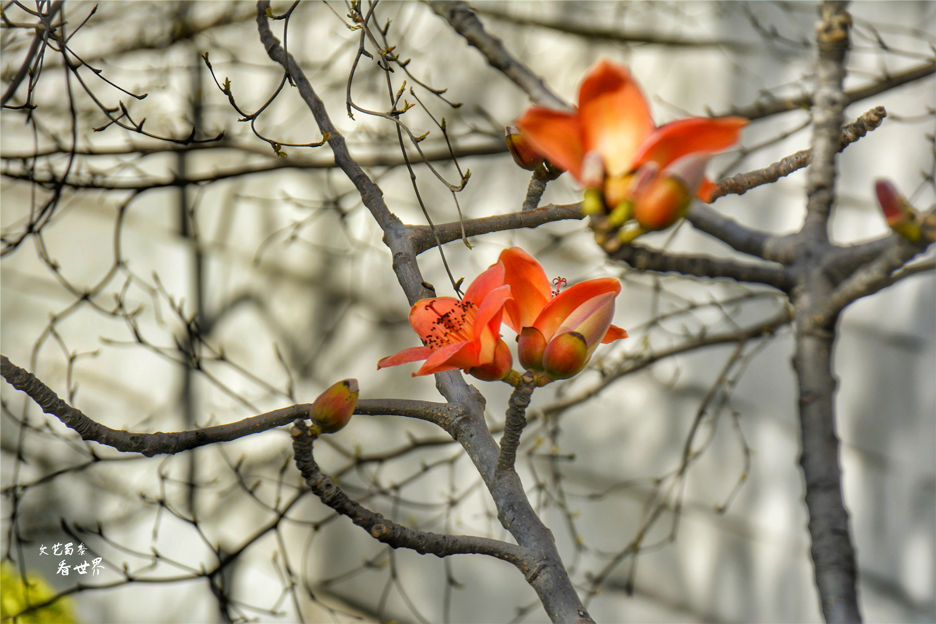 四川攀枝花适合过冬养老吗,攀枝花哪里成都人过冬最好