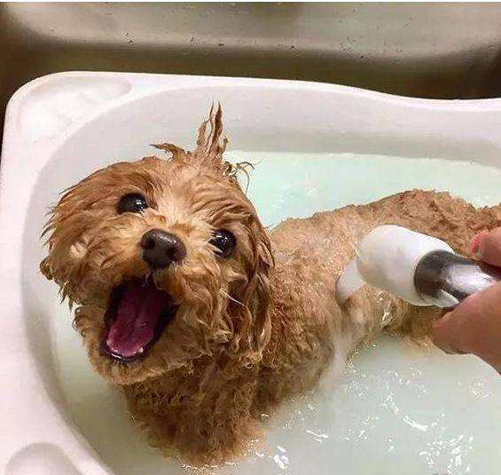 泰迪为什么喜欢在家撒尿？你真的理解过这些原因吗？