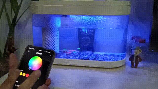 鱼缸养鱼教程图解大全,鱼缸养鱼教程入门图片