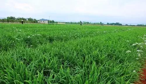 遇到被割韭菜可以报警吗,遇到割韭菜如何维权