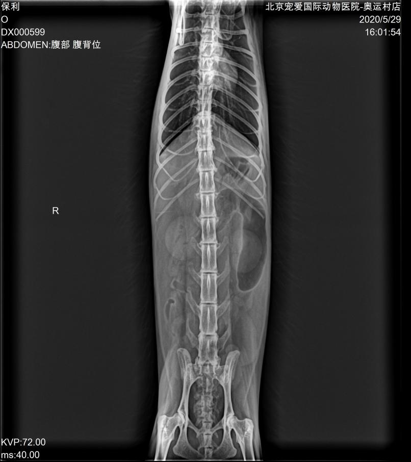 猫咪脂肪肝黄疸的真实经历,猫咪脂肪肝在家治疗方法