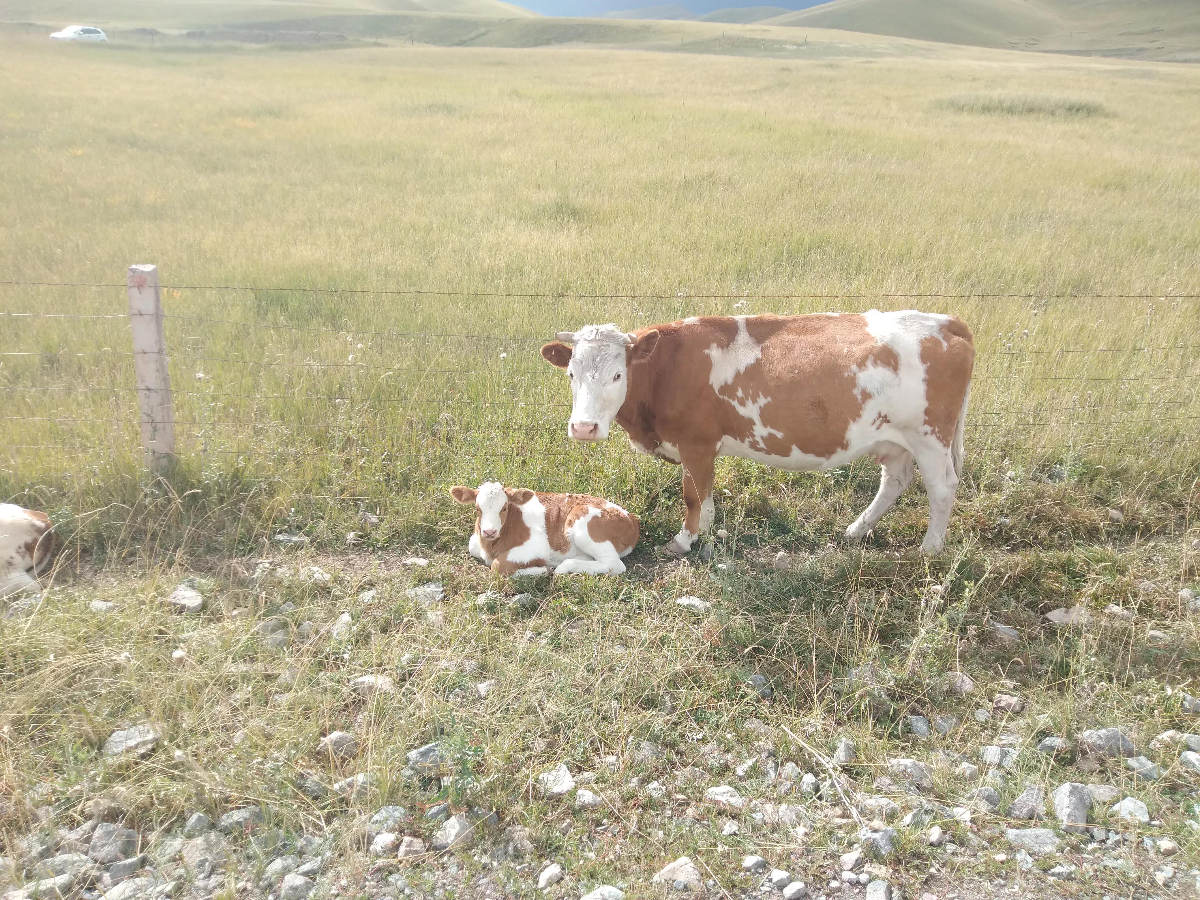 未来3年农村养殖什么最有前景,未来十大养殖前景农民该怎样创业