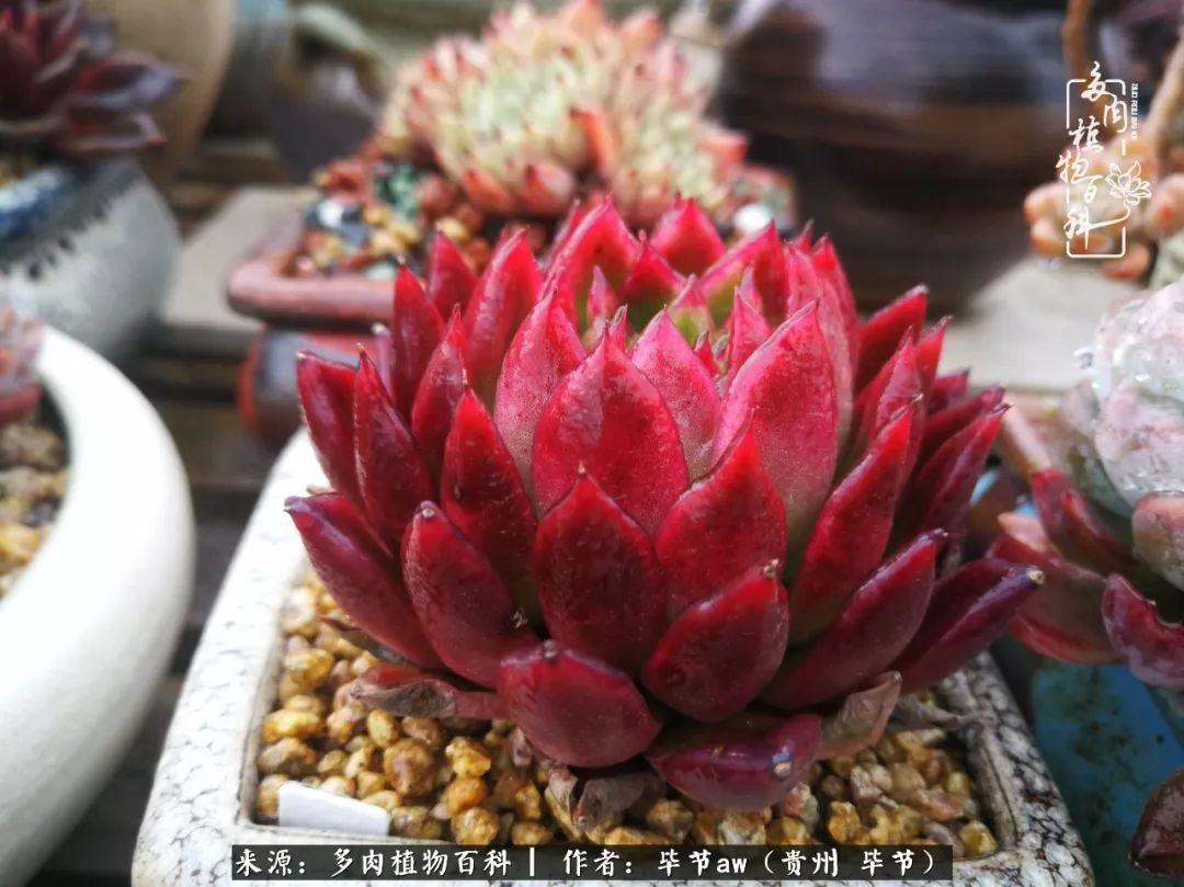 有多少次的会心一笑，全因多肉！那是一种心间流出的甜