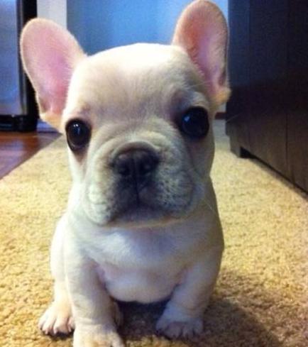 法国斗牛犬怎么训练随叫随到,法国斗牛犬训练大小便规律