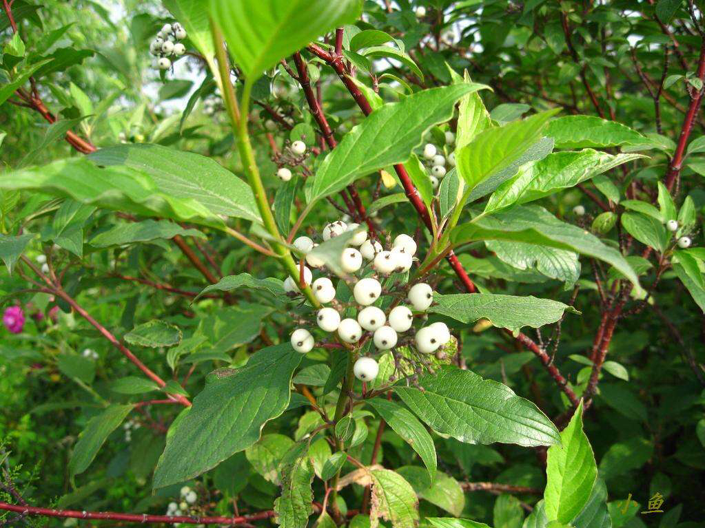 椋子木生长在哪,椋子木分布区域