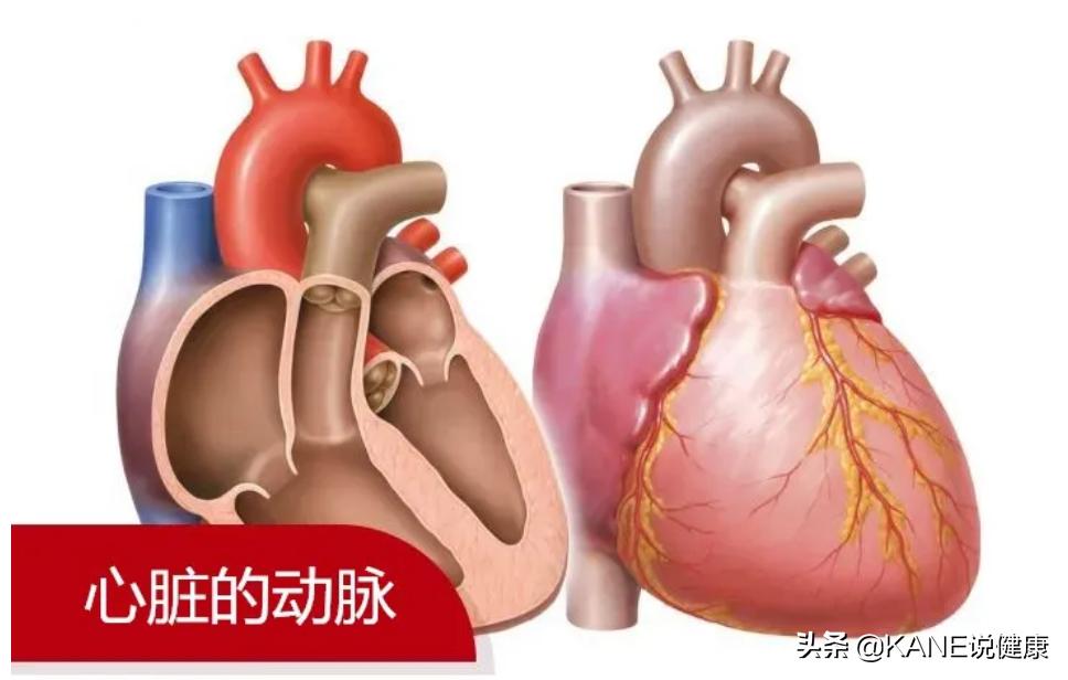 血液净化能控制血栓吗,血液净化真的能排油吗