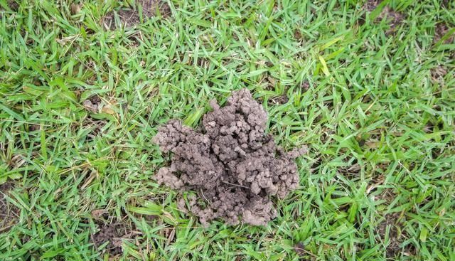 三万元养殖致富,回农村创业养什么最好