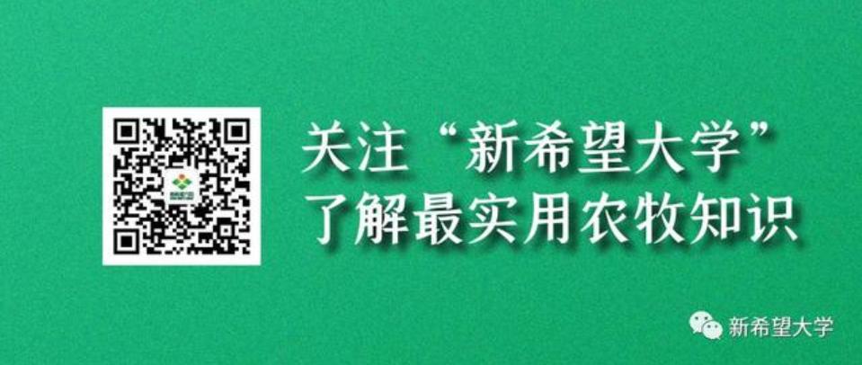 猪场的猪一直死怎么办,猪场猪突然不吃食了